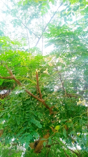 Moringa tree