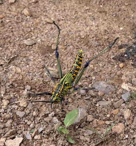 Green Milkweed Locust