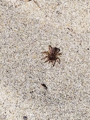 Aptostichus stephencolberti