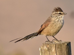 Plain-Mantled Tit-Spinetail photo 2