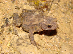 Rhinella quechua
