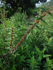 Ammannia latifolia