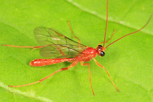 Alexeter canaliculatus