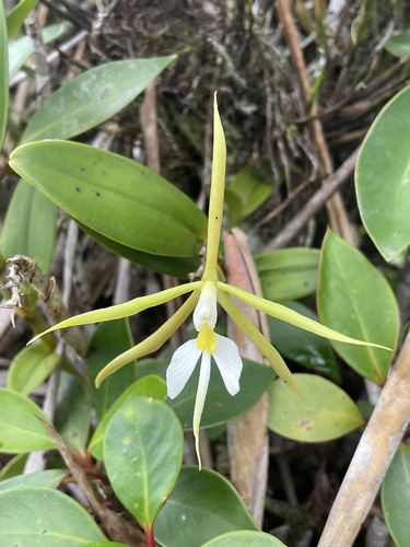 Epidendrum nocturnum