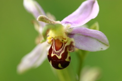 Ophrys apifera aurita