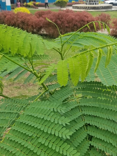 Foto de Canafístula