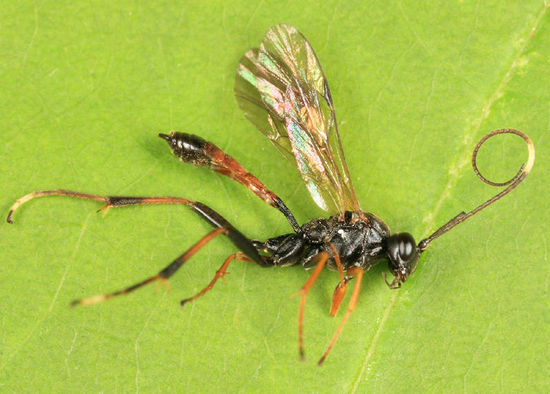 Euryproctus