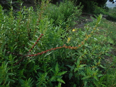 Ammannia latifolia