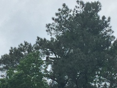 Haliaeetus leucocephalus leucocephalus