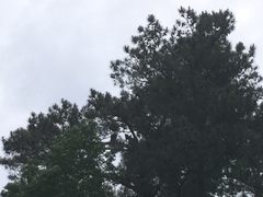 Haliaeetus leucocephalus leucocephalus