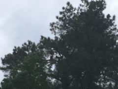 Haliaeetus leucocephalus leucocephalus