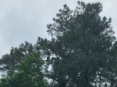 Haliaeetus leucocephalus leucocephalus
