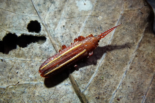 Torquispa vittigera in life