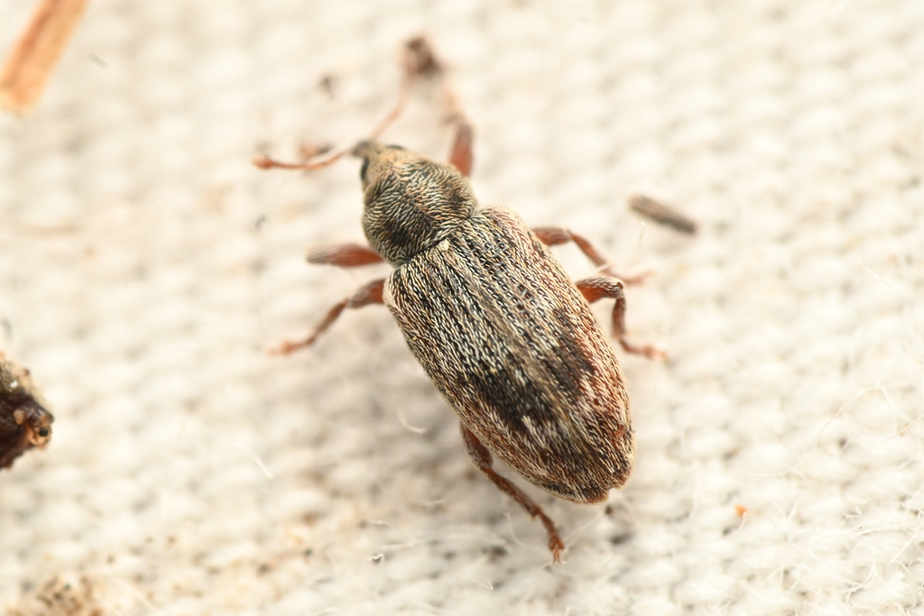 Ellescus californicus