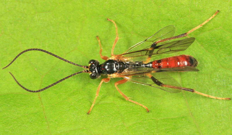 Hypamblys