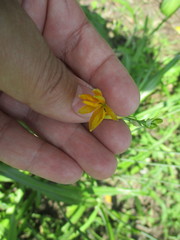 Echeandia flavescens