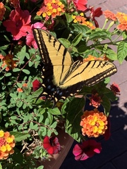 Papilio multicaudata