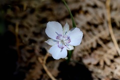 Calochortus nudus