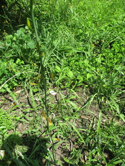 Echeandia flavescens