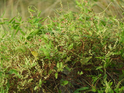 Image of Muehlenbeckia sagittifolia by (c) Pablo H Capovilla, some rights reserved (CC BY)