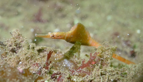 Deep-bodied pipefish (Leptonotus blainvilleanus) — Syngnathidae — 5