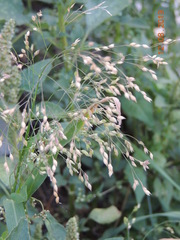 Panicum miliaceum ruderale