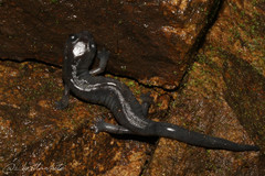 Oaxacan Mushroomtongue Salamander photo 2