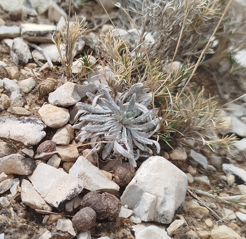 Image of Echium albicans by (c) Fran Gonzalez, some rights reserved (CC BY)