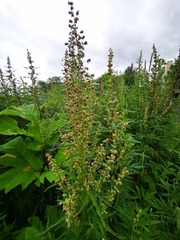 Artemisia vulgaris kamtschatica