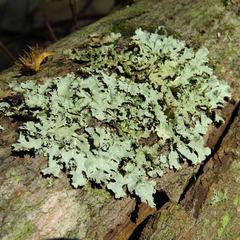 Parmotrema gardneri