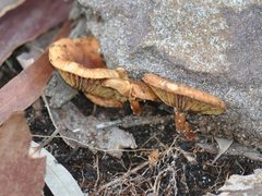Pholiota multicingulata