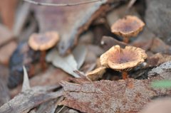 Pholiota multicingulata