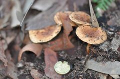 Pholiota multicingulata