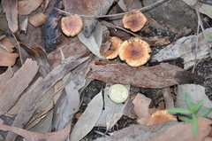 Pholiota multicingulata