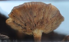 Pholiota multicingulata