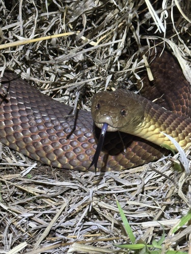 Mulga Snake sighting