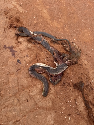 Mulga Snake sighting