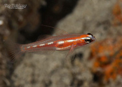 Masked Goby photo 5