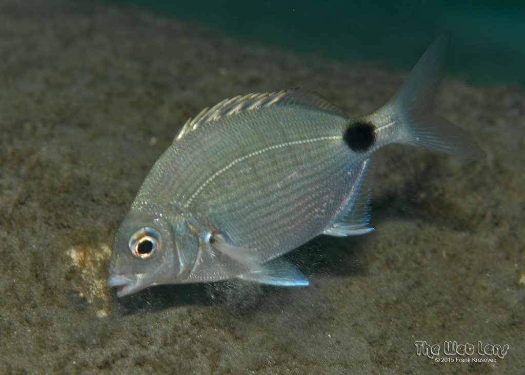 Silver Porgy