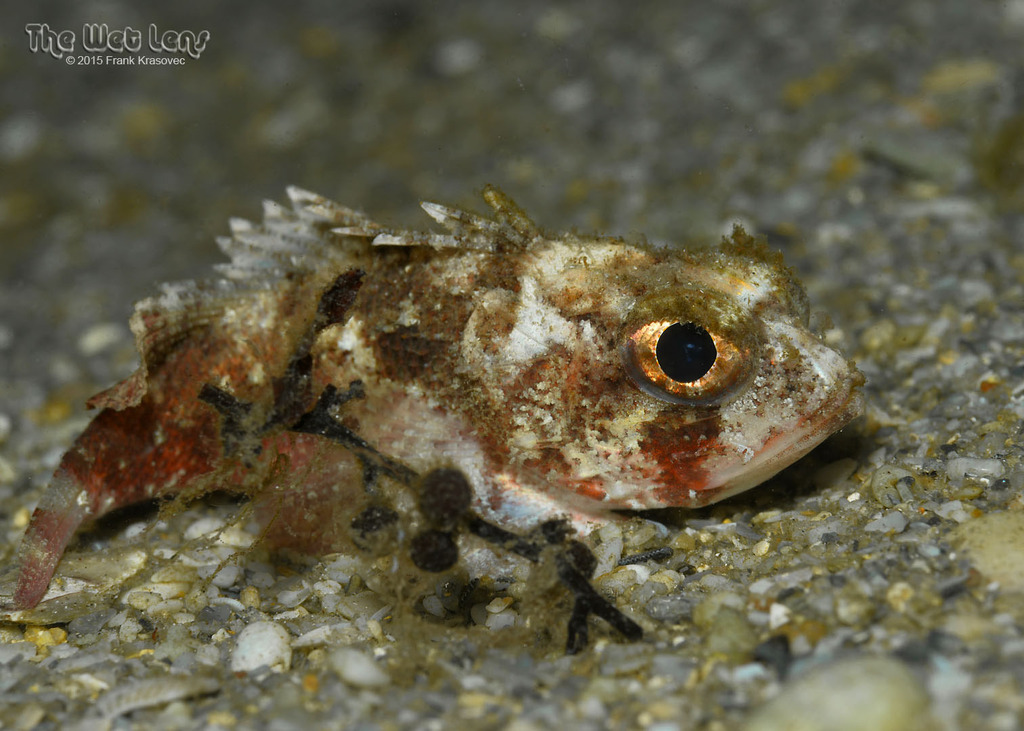 Smoothhead Scorpionfish