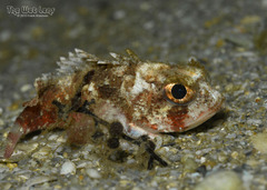 Smoothhead Scorpionfish photo 1