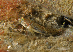 Dash Goby photo 3