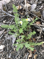 Erigeron neomexicanus
