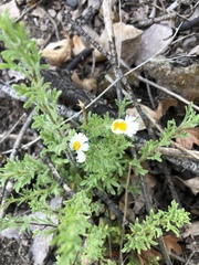 Erigeron neomexicanus
