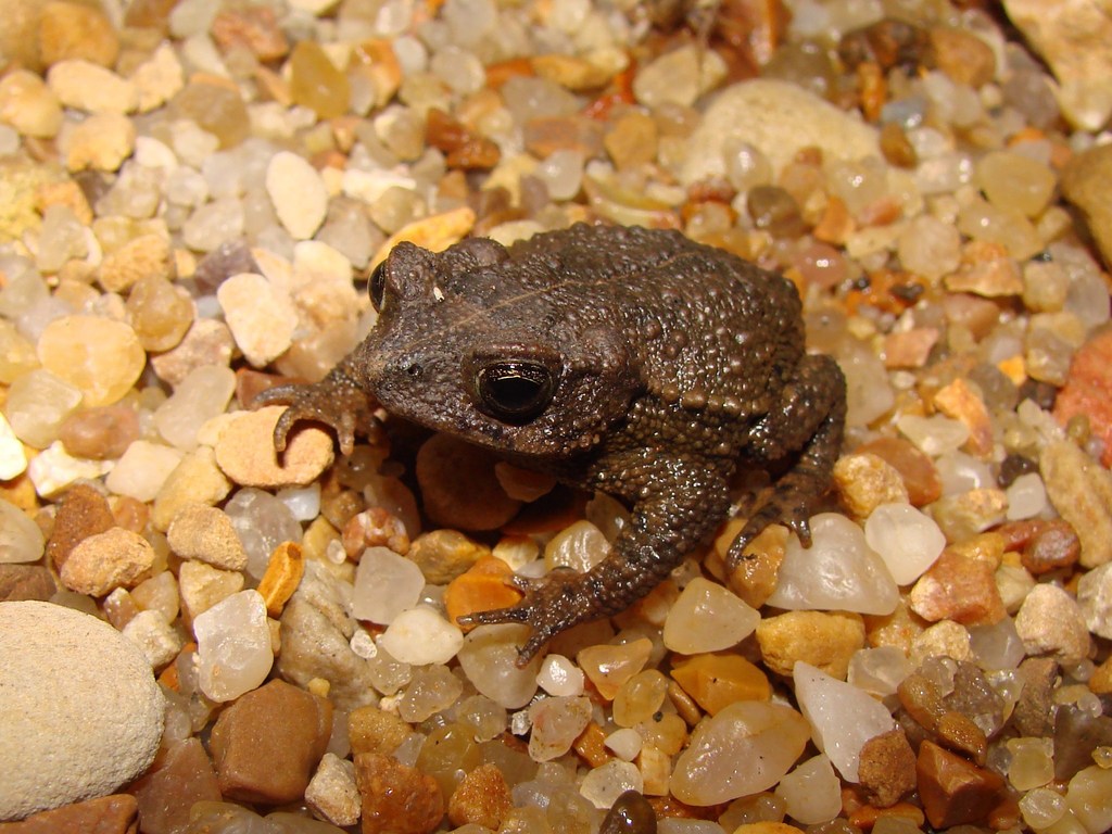 El Chape Toad