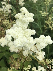 Filipendula