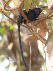 Eastern Black-Handed Tamarin photo 5