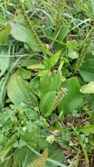 Plantago major