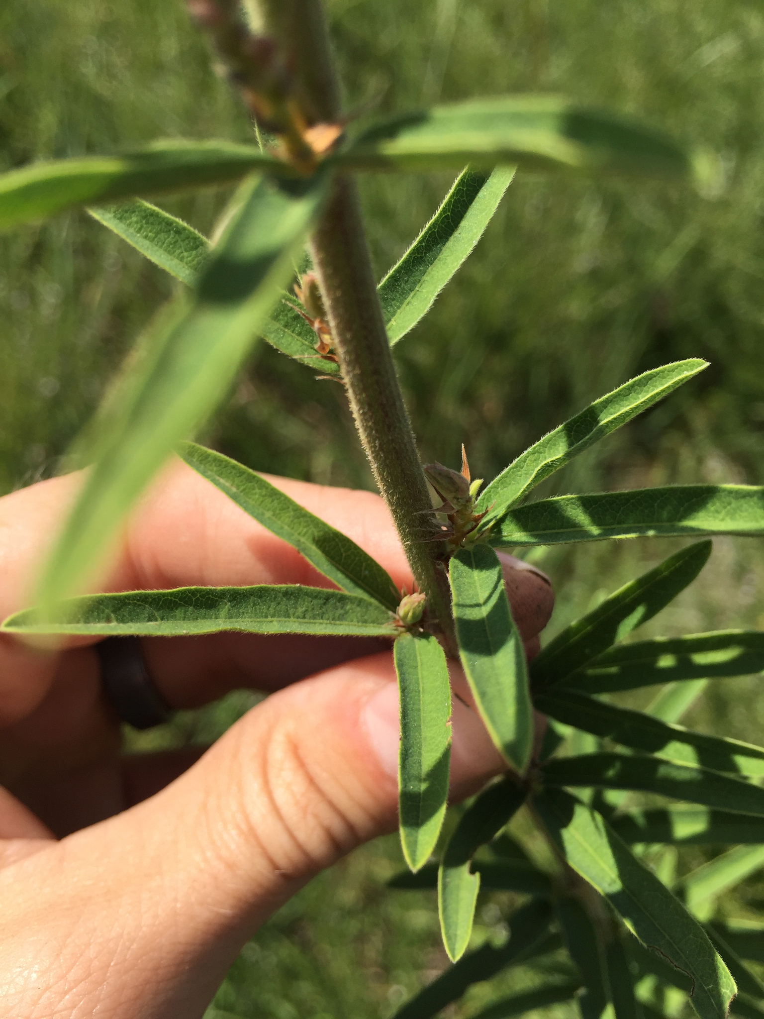 Desmodium sessilifolium