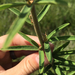 Desmodium sessilifolium - Photo (c) Jenny Smith, μερικά δικαιώματα διατηρούνται (CC BY-NC), uploaded by Jenny Smith